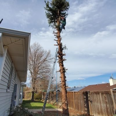 Emergency Tree Services 17 processed-0d2a72c3-dde5-456c-91ff-c30c07984b6b_X8VelBCk