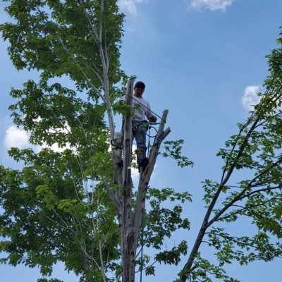 Tree Trimming And Pruning 10 processed-85e4401c-f91c-4341-a8ba-608e4223bdd0_lxkFnJ0R